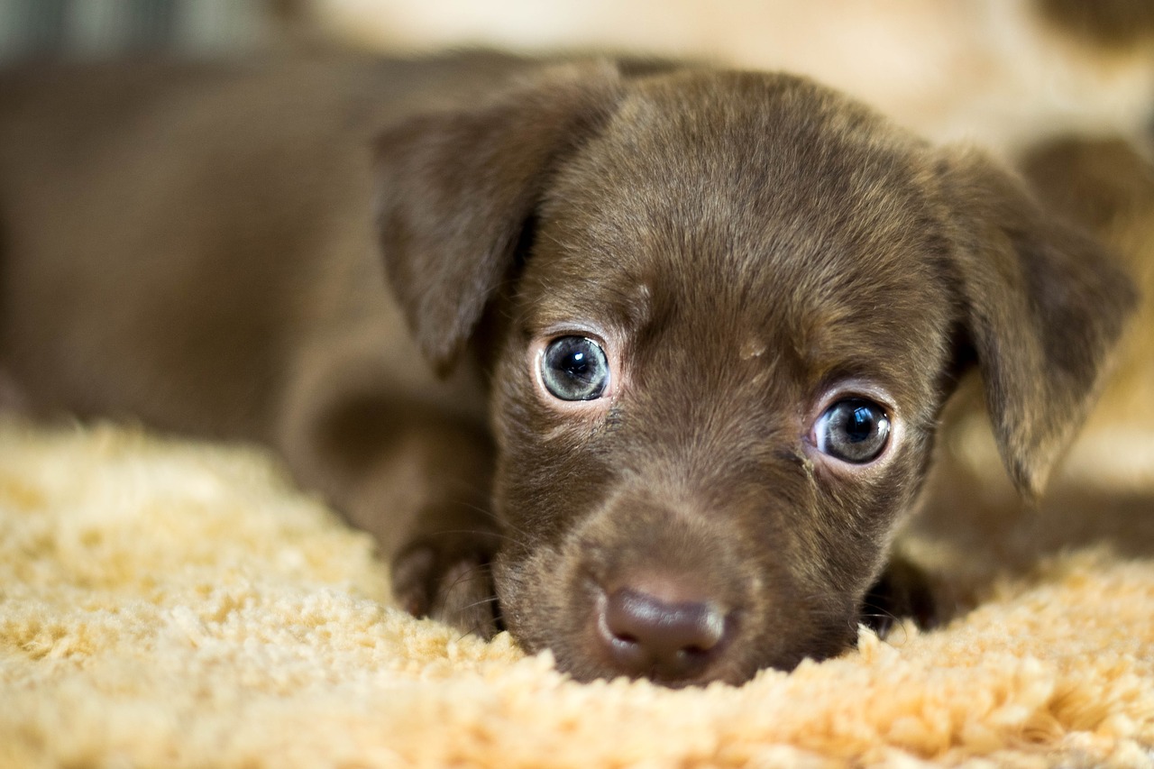 Small brown dog